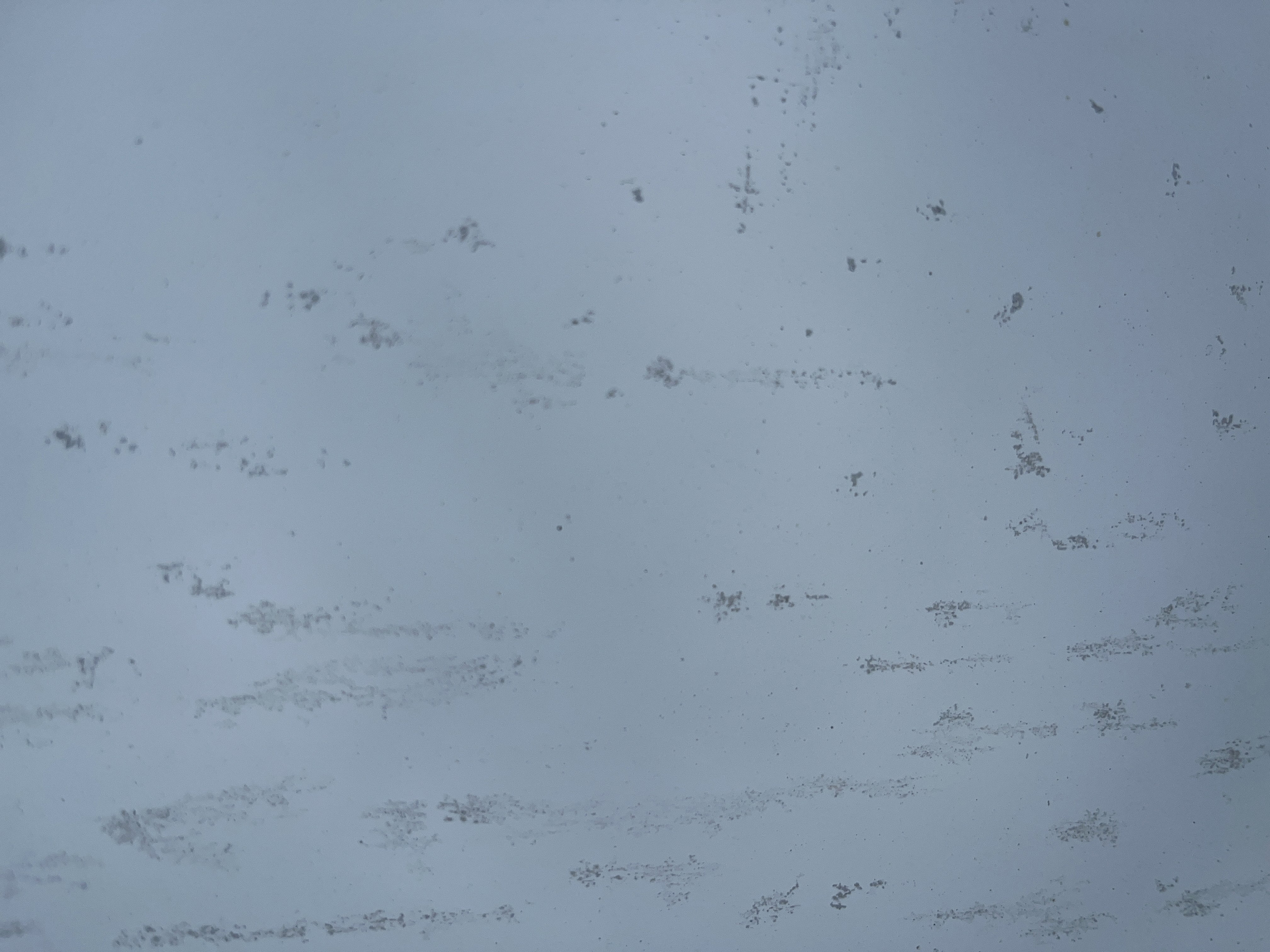 2010 Toyota Prius III